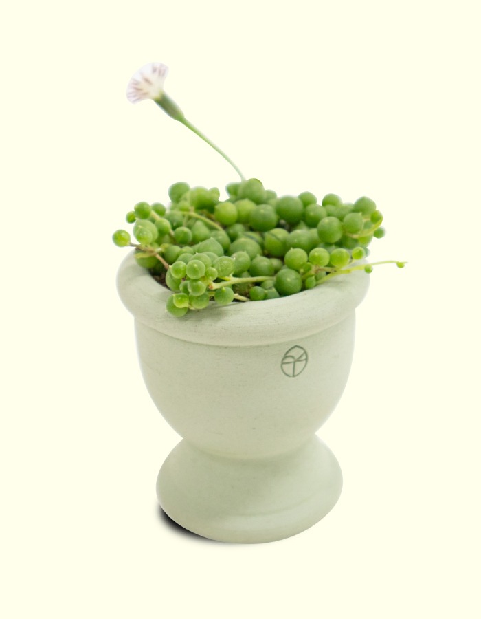 Sprout) Drum_mini + 식물 세트