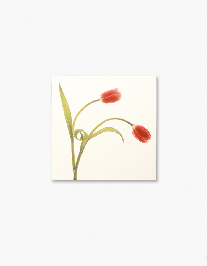 geulwoll) Card 1 Winter Flower - 튤립