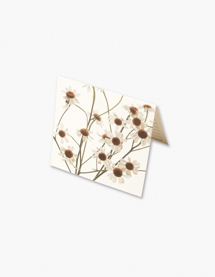 geulwoll) Card 1 Winter Flower - 마트리카리아